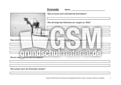 Dromedar-Fragen-3.pdf